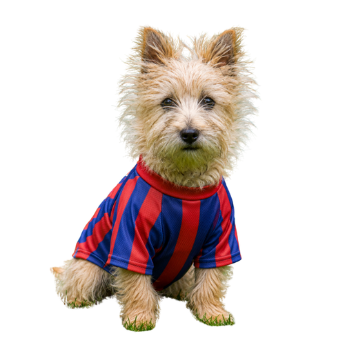 Barcelona Doggy