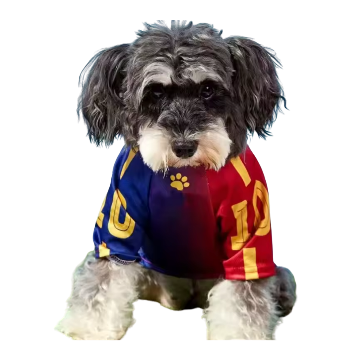 Barcelona Doggy